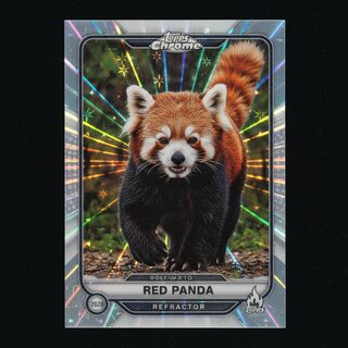 2020s Topps Chrome refractor &mdash; a red panda